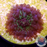 Ricordea yuma „Baby Bo“ WYSIWYG