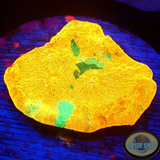 Echinophyllia spp. „24K AM“ WYSIWYG