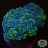 Plerogyra sinuosa „Bubble Splash“ WYSIWYG „AD Special“