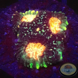 Favia spp. „Elysium“ WYSIWYG