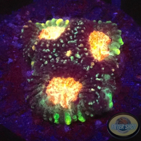 Favia spp. „Elysium“ WYSIWYG