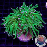 Euphyllia glabrescens „She Hulk“