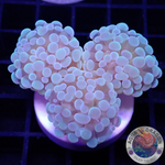 Euphyllia baliensis „Banana“