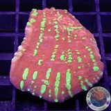 Echinophyllia spp. „Acid Rain“ AD Special