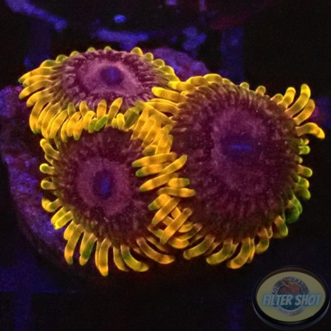 Krustenanemonen „Acid Reflux“ AD Special