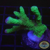 Montipora spp. „Greeny“