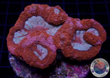 Homophyllia bowerbanki „Lipstick“ WYSIWYG