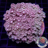 Goniopora spp. „Luna“ WYSIWYG „AD Special“