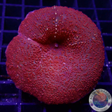 Discosoma spp. „Fireball“ WYSIWYG „AD Special“
