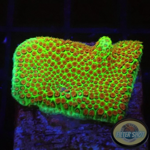 Porites spp. “Grinch”
