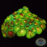 Favia spp. „Mayan Temple“ WYSIWYG „AD Special“