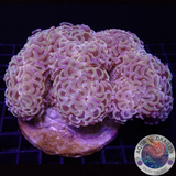 Euphyllia ancora „Rainbow Master“ WYSIWYG