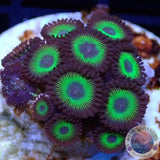 Krustenanemonen „Candy Apple Green“