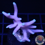 Seriatopora hystrix „Pastel Toxic Tip“ AD Special