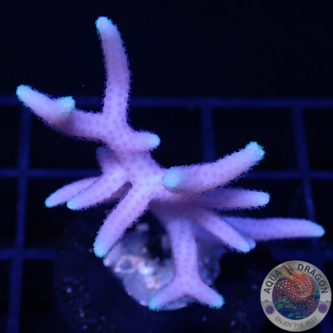 Seriatopora hystrix „Pastel Toxic Tip“ AD Special