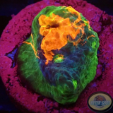 Echinophyllia spp. „Rainbow Bugatti“ WYSIWYG