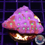 Favites spp. „Ultra Warrior“ WYSIWYG „AD Special“