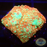 Echinophyllia spp. „Murder Case“ WYSIWYG „AD Special“