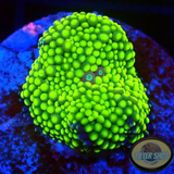 Ricordea florida „Toxic Foam“ AD Special