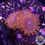 Krustenanemonen „X Men“