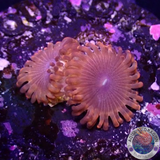 Krustenanemonen „X Men“