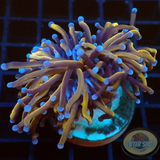 Euphyllia glabrescens „Gold Torch“ AD Special