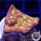 Leptoseris spp. „Jack O Lantern“