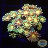 Goniopora spp. „Peaches“ AD Special“