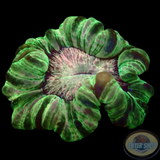 Cynarina lacrymalis „Pink Kiss Tiger“ WYSIWYG