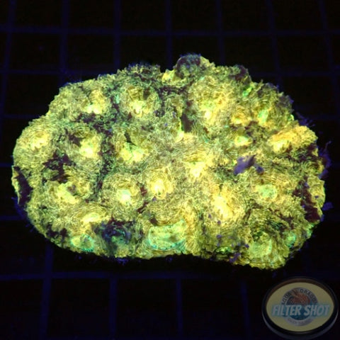 Acanthastrea echinata „Stardust“ WYSIWYG „AD Special“
