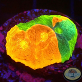 Echinophyllia spp. „Stained Glass“ WYSIWYG