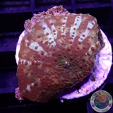 Discosoma spp. „Dotty Jaw“