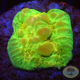 Echinophyllia spp. „Croco Bounce“ WYSIWYG