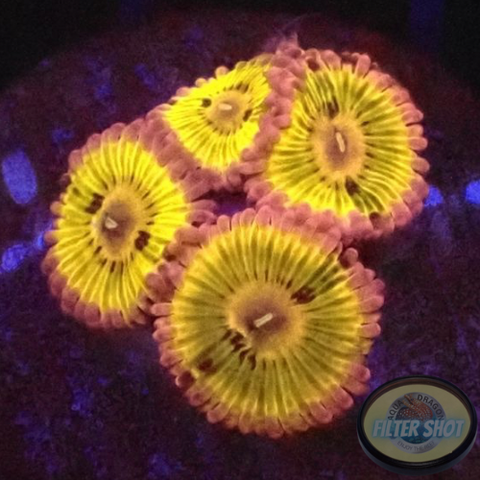 Krustenanemonen „Chiquita“ AD Special“