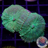 Rhodactis spp. „Toxic“ WYSIWYG