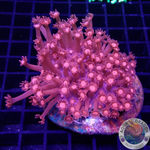Goniopora spp. „Moulin Rouge“ WYSIWYG
