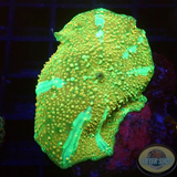 Discosoma spp. „Painted Jaw“
