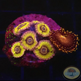 Krustenanemonen „Chiquita & Campfire & Styllocoeniella“ WYSIWYG „AD Special“