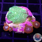 Discosoma spp. & Zoa on Board WYSIWYG