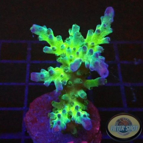 Acropora tortuosa “Electric Miyagi” WYSIWYG “AD Special”