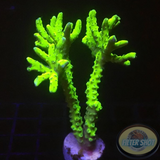 Anacropora forbesi „Green Goblin“ WYSIWYG „AD Special“