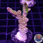 Montipora hispida. „Star Wars“ WYSIWYG
