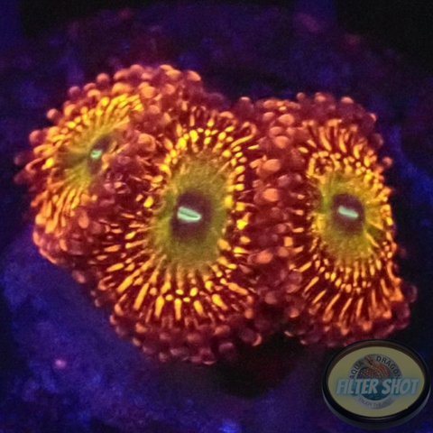 Krustenanemonen „Krakatoa God“ WYSIWYG „AD Special“