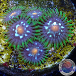 Krustenanemonen „Stargazer“