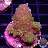 Acropora spp. „Grace“ WYSIWYG