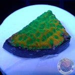 Montipora spp. „Gold Rush“ AD Special“