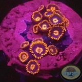 Krustenanemonen „Snitches“ WYSIWYG