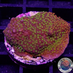 Montipora spp. „Rainbow“