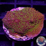 Montipora spp. „Rainbow“