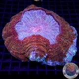 Acanthophyllia deshayesiana „Sky & Sand“ WYSIWYG